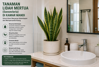 Tanaman Lidah Mertua (Sansevieria) di Kamar Mandi